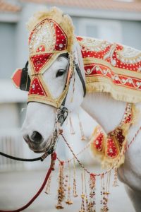 Wedding Horse