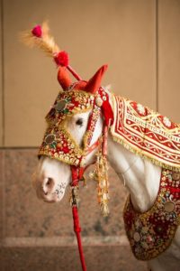 indian wedding horse rental